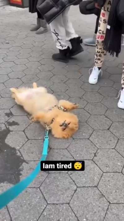 Is that tiny Chewbacca thing okay? Bystanders probably