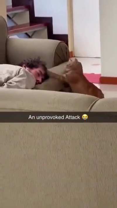 Naughty cat
