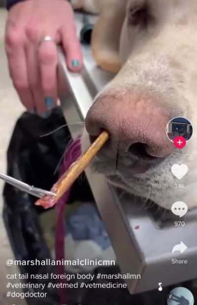 Removing a little splinter from a dog&rsquo;s nose