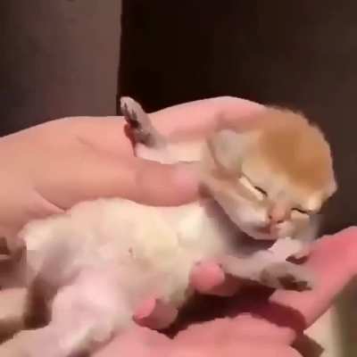 Squeaky baby..