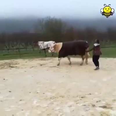 Cow thinks he's a showjumping horse