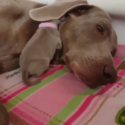 Using mum's ear as a blanket