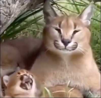 Big floppa and his son