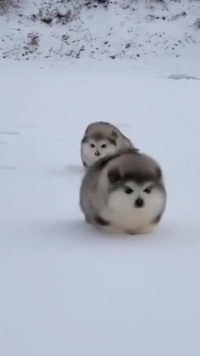 Their legs tho