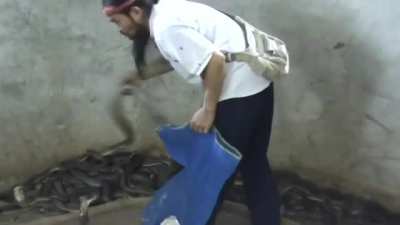 Snake messed with the wrong charmer
