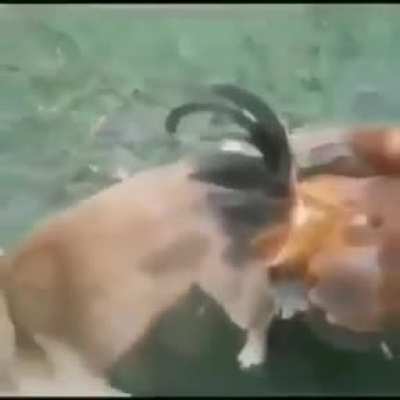 Cursed_mating