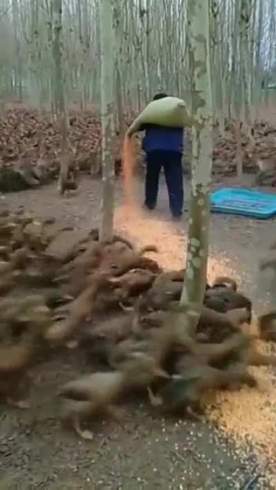 A literal horde of ducks being fed