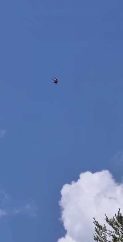 A spider &ldquo;ballooning&rdquo;