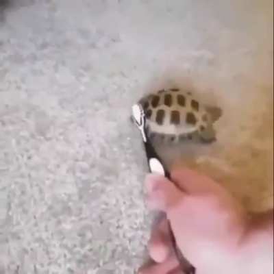 Turtle dance in 2020