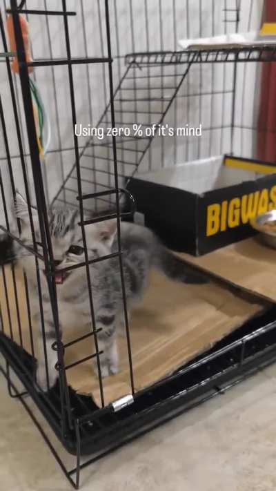 Let him out 😭