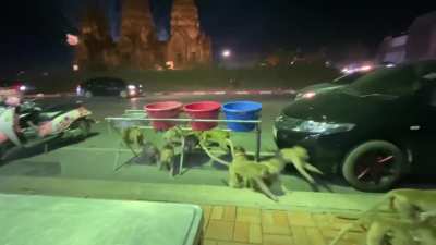 Temple Monkeys afraid of FireWorks 