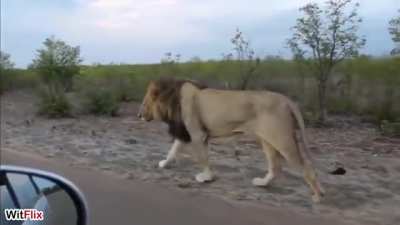 🔥 Indian/Asiatic Lion doesn't like to be followed.