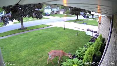 Motion Sprinkler Cost Me Picture Window!