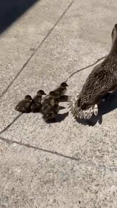 Rescuedbirbs