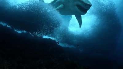 Megalodon being followed by a Livyatan melvillei .. base model by Robert Fabiani Music by Robert Fabiani