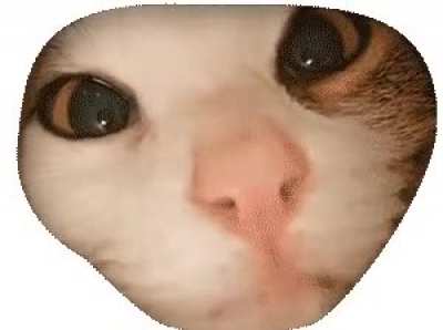 Cats rule