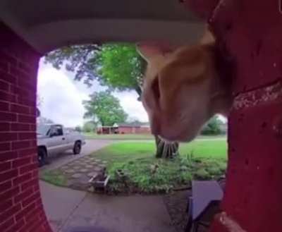 Typical orange cat