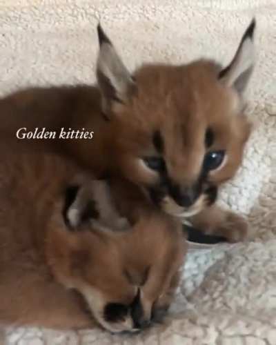 Baby floppas are so fricken cute