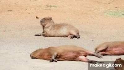 Plop stretch in the sun with your buddies