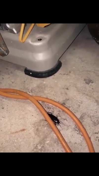 Cockroach