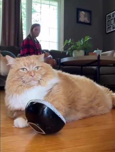 Dear diary, my food is over, I have not eaten for 0.0000000000000001983388 seconds, the person shows indifference and does not feed me&hellip; I don&rsquo;t think I will last long&hellip;&hellip;.