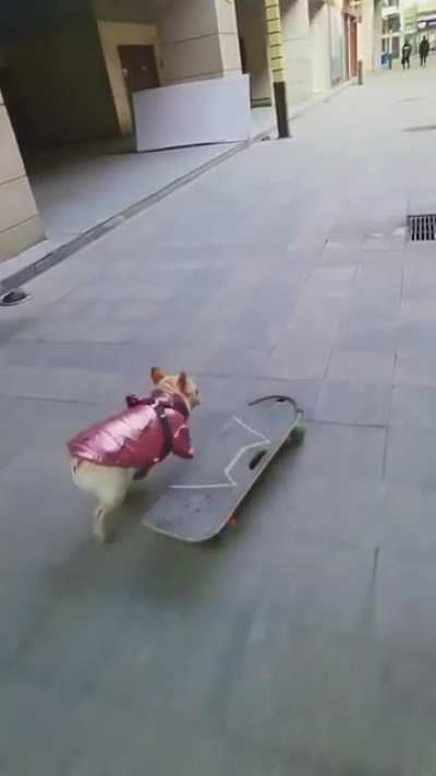 Frenchie cruising around the town