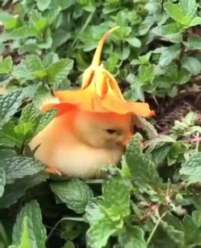 Small duckling