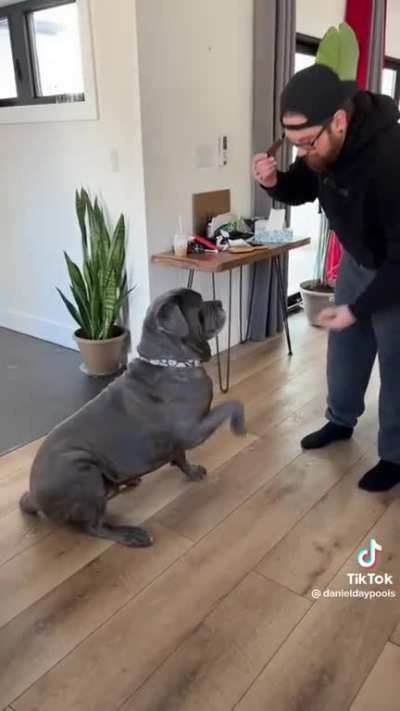 What the dog doin?!