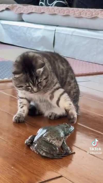 Touch tha froggy