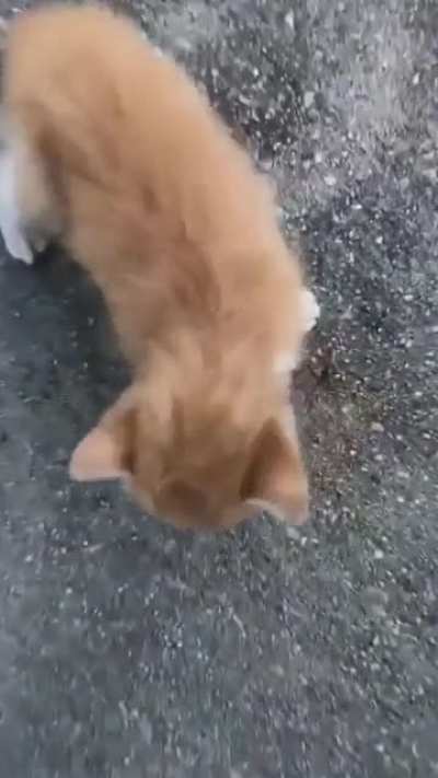 How does it feel to be adopted by a smol kitty?