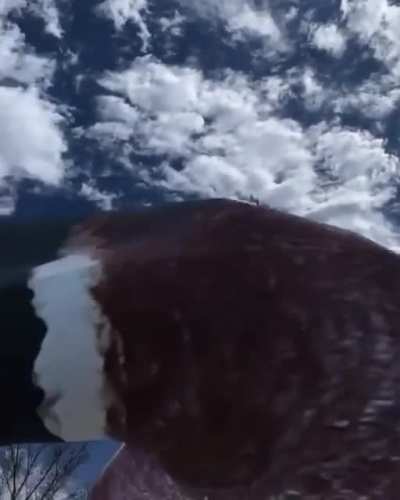 Big Duck