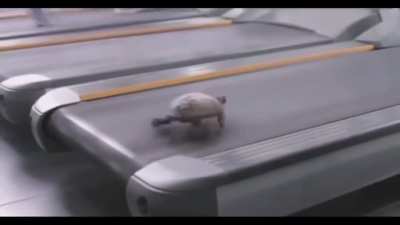 deja vu turtle LOL