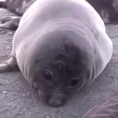 Nose si son peitos, pero la wea tierna