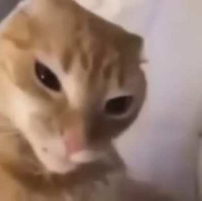 Wordington cat