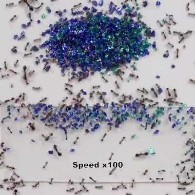 Fire ants "paving" a sticky surface