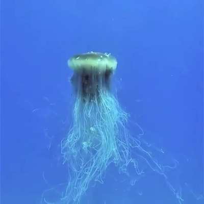 lionsmane jellyfish 😳😳
