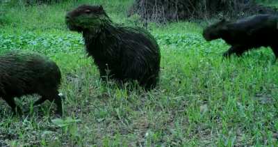 🔥 Capybara herd covered in algae after leaving a swamp 🔥