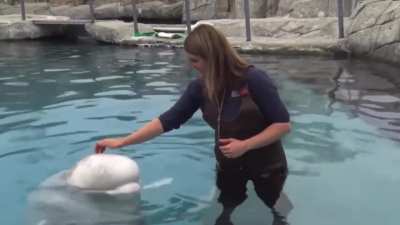 Beluga Whales don&rsquo;t have vocal chords