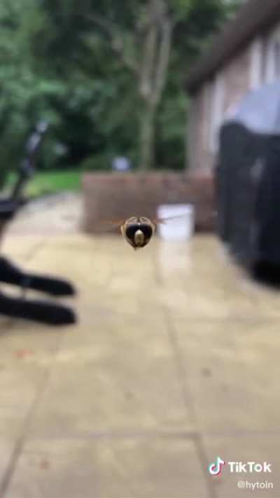 Bugs suck