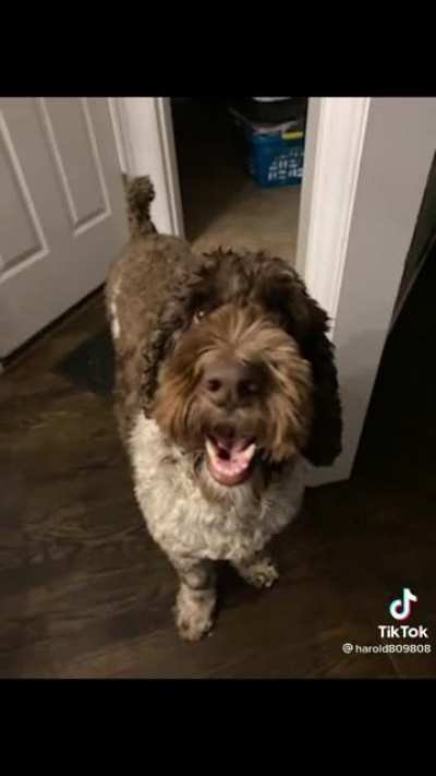 🐶