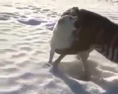 This ended differently in a alternative world
