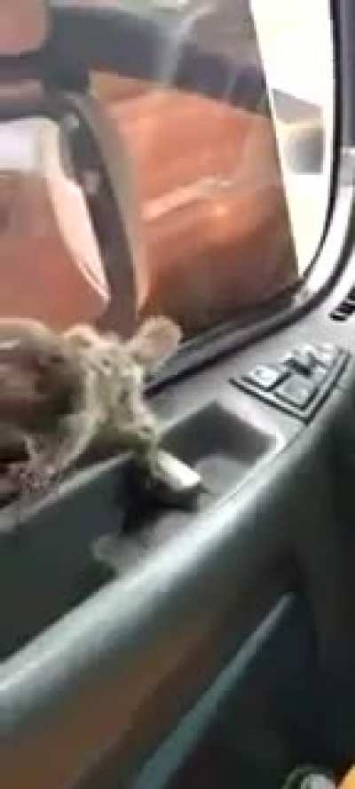 macaco estranho