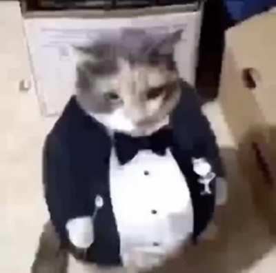 funky cat