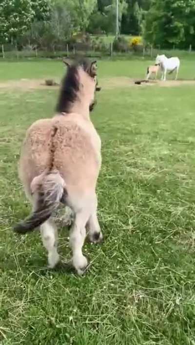 Bum scratches are life!