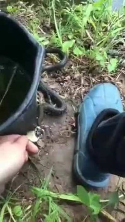 Нет котиков? Покорми ужика!)