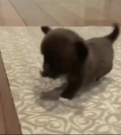 Smallest tippy taps