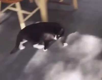 "Okay, I think I lost him- OH SHIT!"