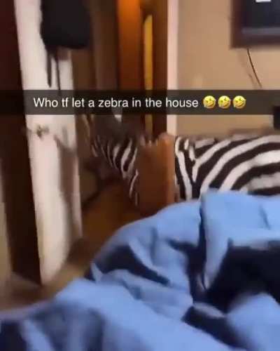 Who let a zebra in the house?