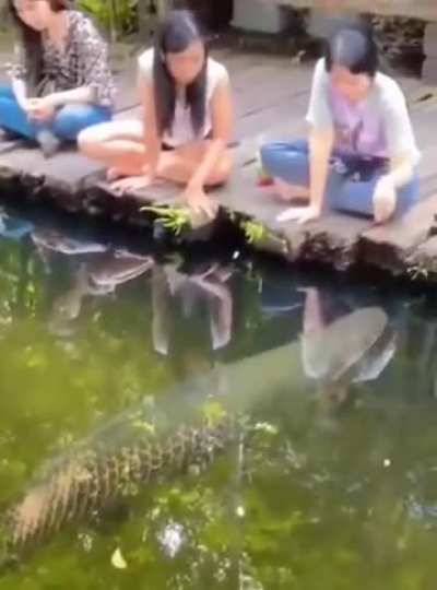 Fish food