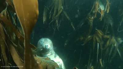 Seal sleeping underwater in kelp forest